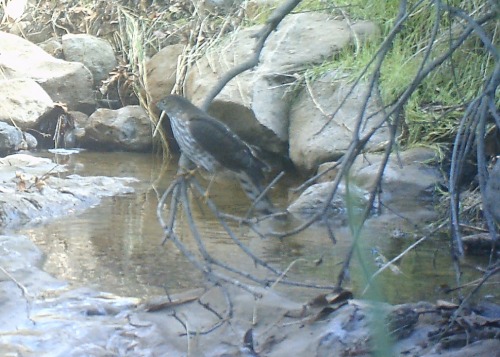 Sharp-shinned Hawk - Griffith Park 