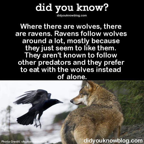 socialjusticevegan:  bidyke:  aiffe:  amjosa:  bluesigma:  sosungjackskellington:  dragon-of-the-stars:  grinningmoonlight:  did-you-kno:  Where there are wolves, there are ravens. Ravens follow wolves around a lot, mostly because they just seem to like