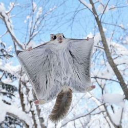 earthlynation:  Flying Squirrel. Photo by 