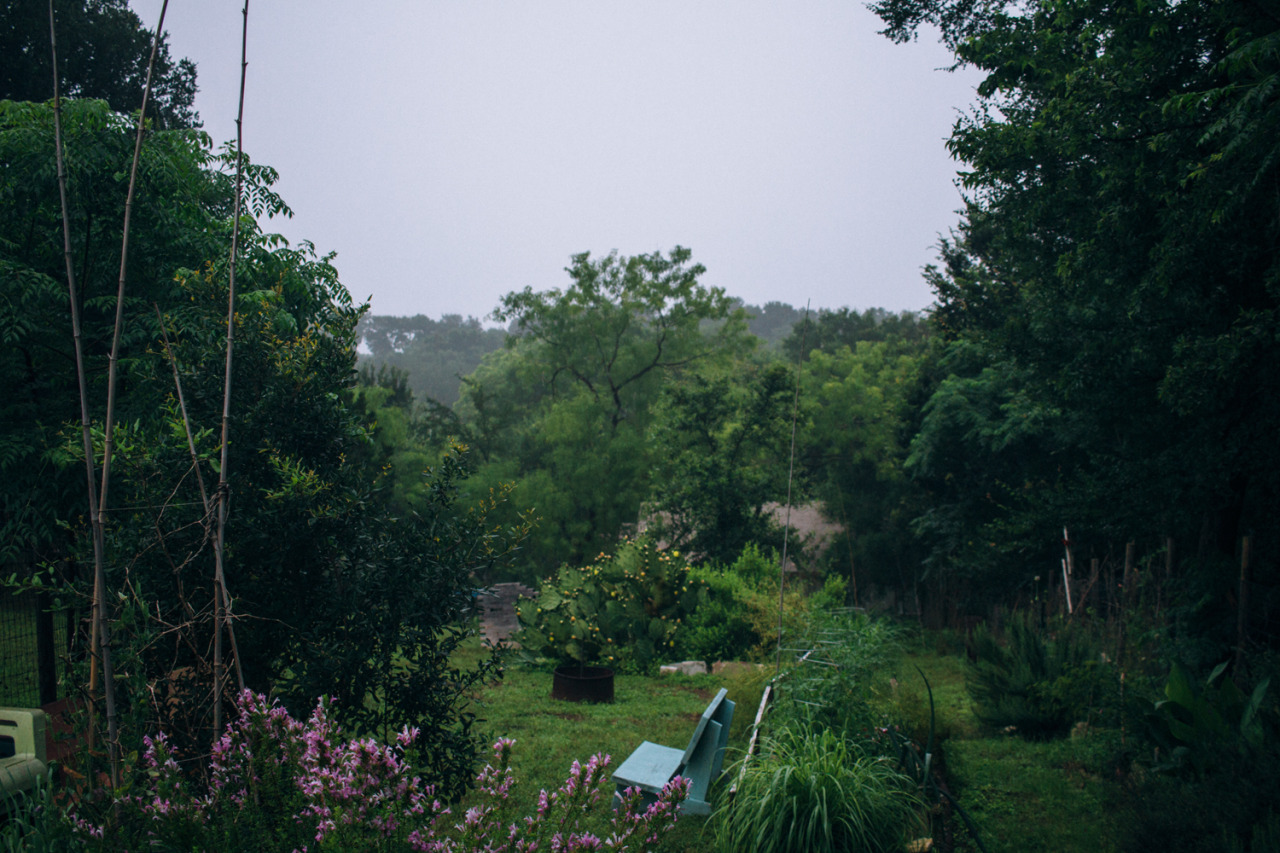 my garden in the early morning fog