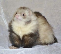 tripleclown:i just found out angora ferrets