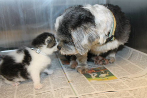 thefrogman:  Dog Finds A Tiny Kitten, Risks Everything To Save Her Animal control officers in Anderson, S.C., thought that a barking shih tzu was stuck in a ravine. Turns out, she was there nursing and protecting a tiny abandoned kitten she had found.