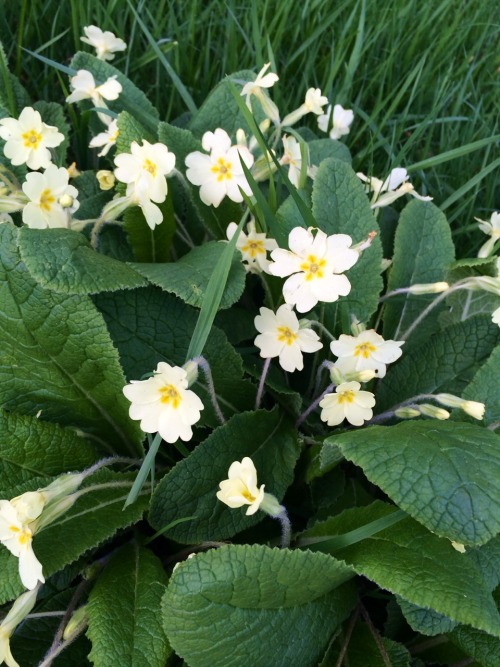 berniewong: travels-ofadreamer:Primrose clusterWhite primroses and grass!