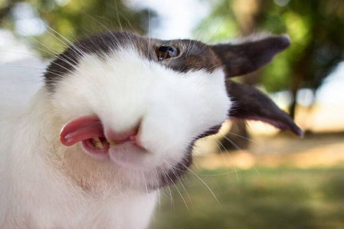 tastefullyoffensive:  Bunnies Sticking Their Tongues Out [boredpanda]Previously: Bears Doing Human Things 