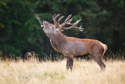 earthlynation:  Smoking Roar