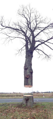 martinekenblog:  Awesome Spray Painted Illusion of a Hovering Tree Cut in Half 