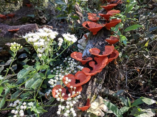 reishidreams:An intense bloom of Pycnoporus sanguineus, a reishi lookalike that has also seen traditional use as a medicine. Aboriginal Australians reportedly chewed this fungi to cure mouth ulcers and other oral disease. Extracts from this mushroom