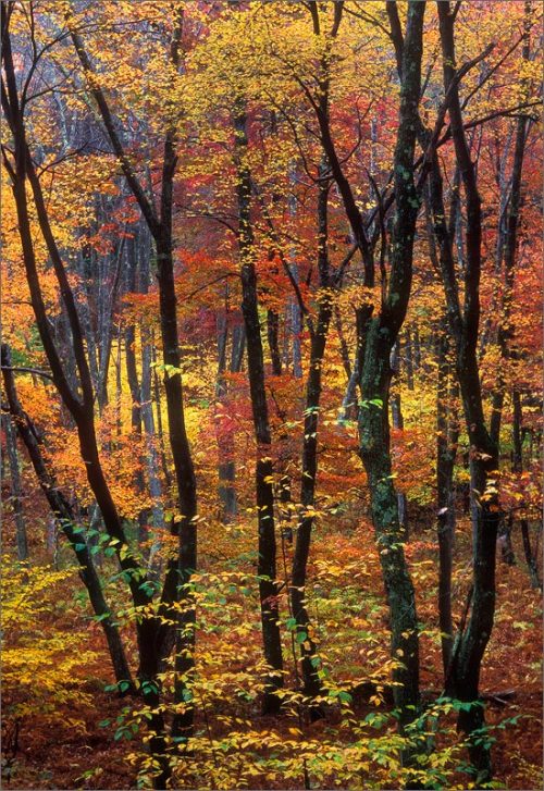 Autumn Candy - Patrick ZephyrQuabbin Reservoir MassachusettsArtists website: www.patrick