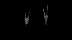 https://69.media.tumblr.com/dbd123887f264b409db61e38c4a355a3/tumblr_mxyunqjSoQ1rlct59o1_500.gif