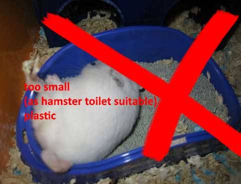 10 Steps To Care For Your Hamster (long post!)