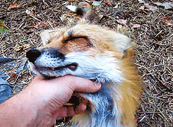 Sex thepokeballs:  this-squirrel-is-on-fire: pictures