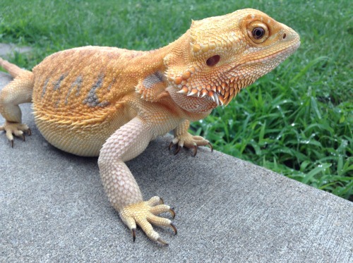 yeahponcho:after it stopped raining poncho got to go out! 