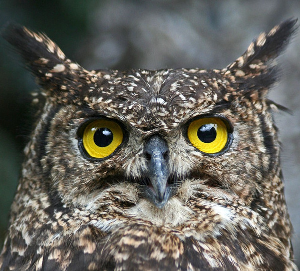 daily-owls:  By jonclark2000