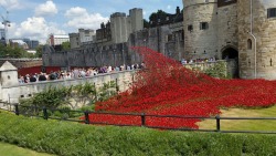 gingerndwhite:  My cousin just went to see the WW2 70th anniversary dedication at the Tower of London. They are all hand crafted poppies and more will be added until 11th November. Love my country. 