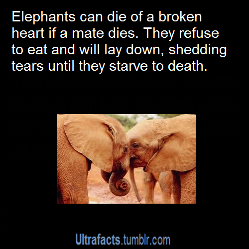 tnorfleet1:  ultrafacts:  More facts? Visit the Ultrafacts Blog  So THAT’S why