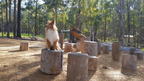 shetland sheepdog