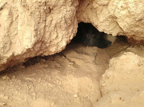 desertwindhounds: desertwindhounds: Loki in the den. DOGS. IN. HOLES. 