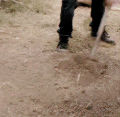 carolpelxtier:  the walking dead 1x05 // fear the walking dead 1x03 
