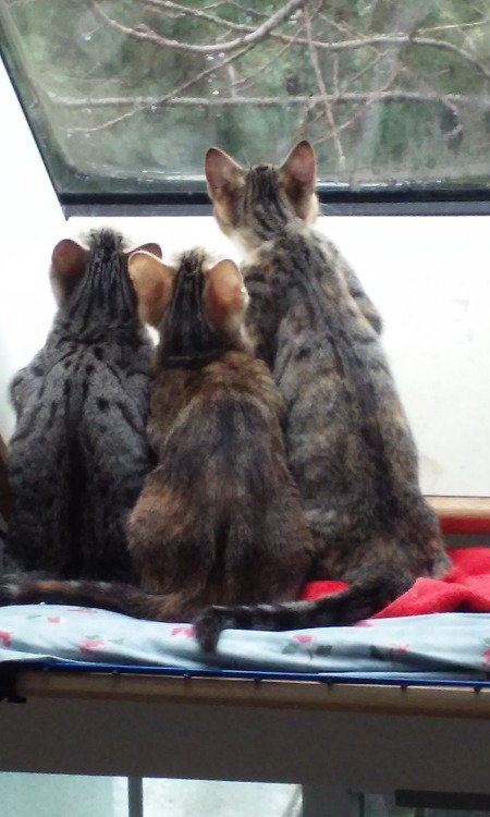 followthebluebell: These guys watched the rain for at least twenty minutes. Apparently it’s ju