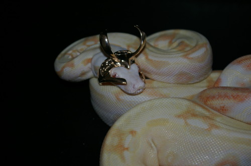 androdjinni:cake-the-snake:I have been burdened with glorious purpose.Snake Loki (Snoki)