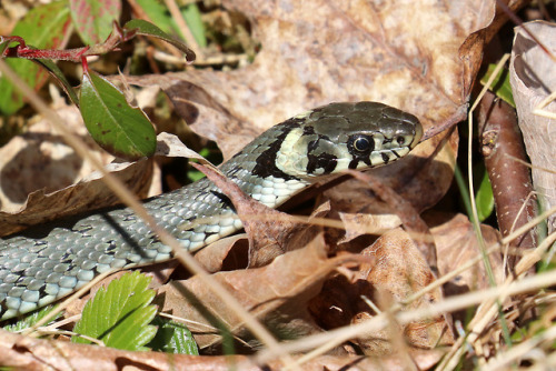 A beautiful Eurasian grass snake/snok (Natrix Natrix), one of the first I’ve seen this year.