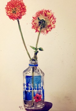 electricgale:  i have some dahlias sitting on my desk so i used them as watercolor practice (•v•) 