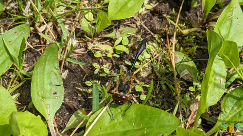 Racket-Tailed Emerald - Dorocordulia liberaAs promised, another beautiful insect from the Muskoka co