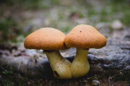 Twins close-up by Luís_Alves on Flickr.