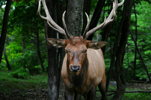 howtoskinatiger: Deer keeping his ground by wahidkhuram on Flickr.