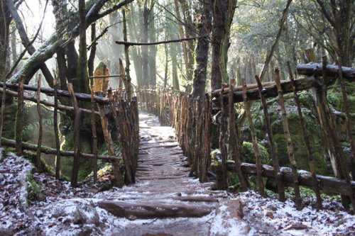 odditiesoflife: Puzzlewood Magical Forest – The Real Middle Earth Puzzlewood is a unique and enchant