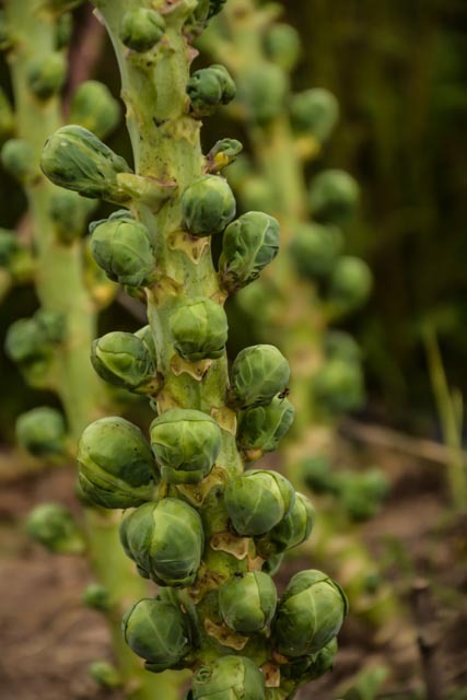 #BrUsSeLs SpRoUtS