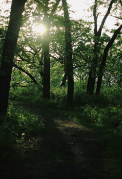 : A Lit Path | GarettPhotography