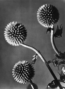 neo-catharsis:    Flowers, Man Ray, 1934