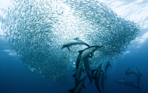nubbsgalore:photos by alexander safonov of dolphins hunting sardines off south africa’s wild coast. “harmony in motion” is how he describes the hunt. see also: sharks attacking a bait ball
