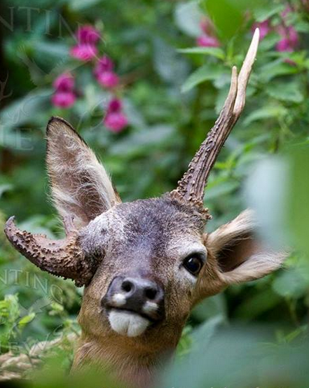 skillet-the-creeper:  zooophagous:  seitheadoir:  Roe buck with antler deformity