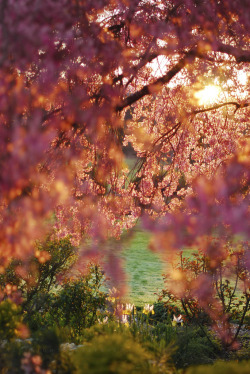 bluepueblo:  Spring, Craigeburn, New Zealand photo via yvonne 