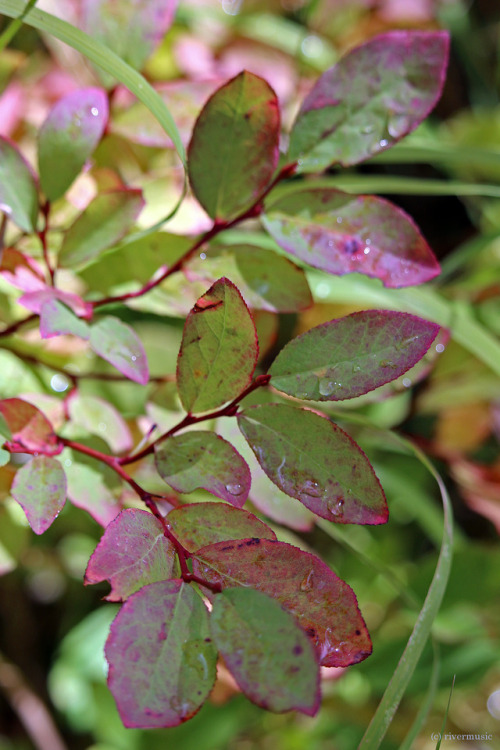 Fresh raindrops sparkle on the autumnal leaves of wild blueberry, Yellowstone National Park, Wyoming