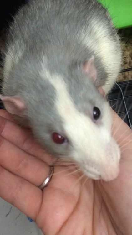 darlingrats:  chinburd:  The eternal struggle to catch a photo of Harvey Dent’s heterochromia!  I had some rats with heterochromia too! It’s not easy to get good photos of it.