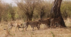 b0chelly:transtistic:belle-ofthebrawl:rev-another-bondi-blonde:A family of cheetahs