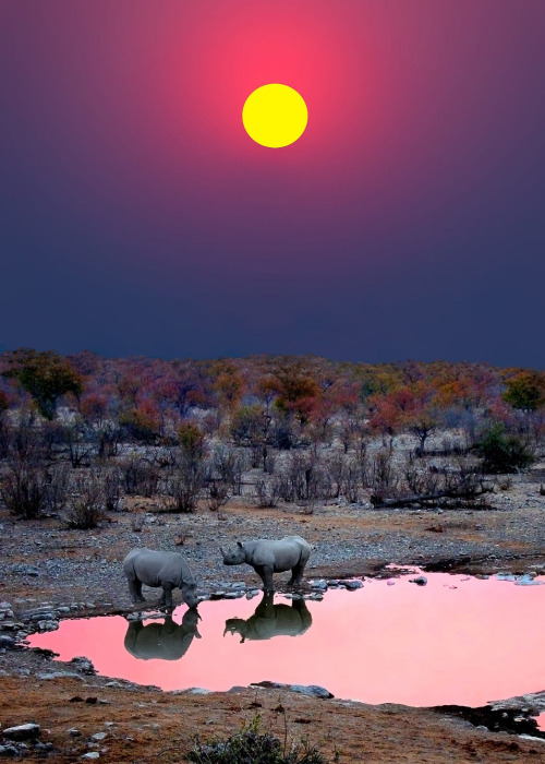 coiour-my-world:SUNSET WITH RHINOS - NAMIBIA ~ Michael Sheridan