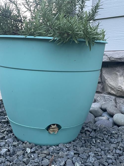 a little guy made himself a home in my dads rosemary plant [OC] via /r/MadeMeSmile Click here and fo