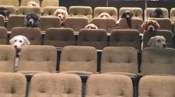 alexseanchai:  driftwooddragons:   doggos-with-jobs: Service dogs training to sit through a movie at a theater. It’s actually better than that - the picture comes from dogs being trained to sit through a PLAY… which means there are actors on the stage