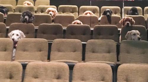 doggos-with-jobs:Service dogs training to sit through a movie at a theater.