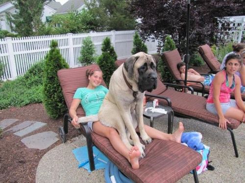 thecutestofthecute:Big dogs who think they are lap dogs