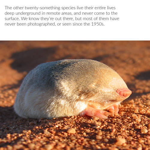 Porn photo arsanatomica:  The Chronicles of Potato Mole