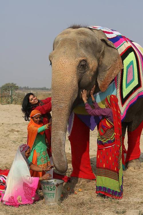 merelygifted:Local women make colourful jumpers for formerly abused animals after staff at conserv