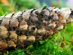 libutron:  Piceomphale bulgarioides Piceomphale bulgarioides (Heliotales - Sclerotiniaceae) is an ascomycete fungus with cup-shaped fruiting bodies, and is characterized by growing on pine cones.  This fungus has a wide distribution throughout Europe