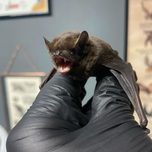 Leisler's Bat, Via