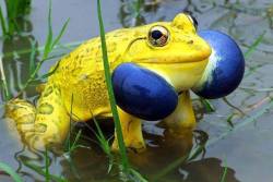 odditiesoflife:  Indian Bullfrog (Hoplobatrachus tigerinus) The Indian bullfrog is known for its large size, up to 15 centimeters in length, and dramatic coloring. They are found in Myanmar, Bangladesh, Pakistan and India, During most of the season, both