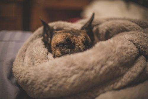 tempurafriedhappiness: she was SHIVERING so I made her into a little burrito of warms